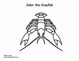 Crayfish Coloring – Nature sketch template