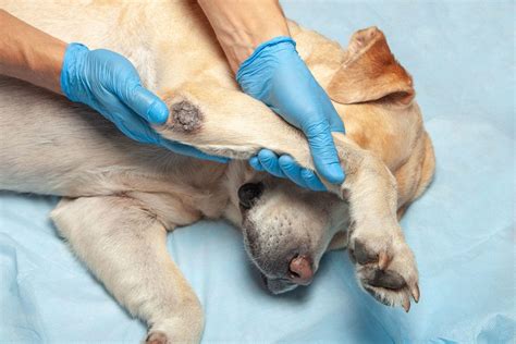 Dog-Lumps – Gahanna Animal Hospital