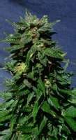 White Domina Automática (Kannabia Seeds) :: Cannabis Strain Info
