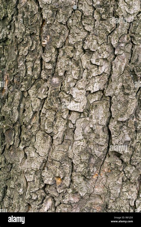 Close-up of the Tree Bark of a Chestnut Tree (Castanea sativa Stock Photo - Alamy