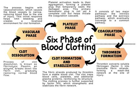 Blood Clotting Cascade