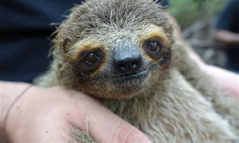 In search of the rare and ridiculously cute pygmy sloth