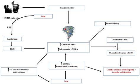 JCM | Free Full-Text | The Role of Iron in Calciphylaxis—A Current Review