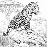 Leopard Coloring Pages 27  Gem sketch template