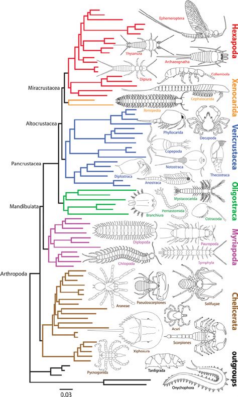 Evolution - Biology 생물학 (역사상 가장 오래동안 살아온 생명체 Arthropoda 절지동물 4억 5000만년 전