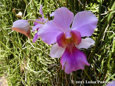 Vanda Miss Joaquim, a hybrid orchid and Singapore's nation… | Flickr