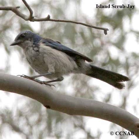 Island Scrub-Jay (Aphelocoma insularis) - ISSJ