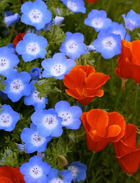 Nemophila menziesii "Baby Blue Eyes" | Flower feild, Flower landscape ...