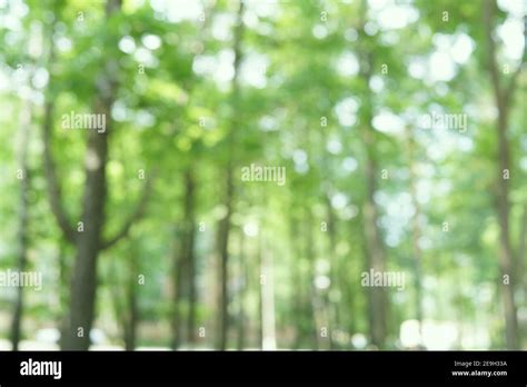 Blurred forest. Green fresh foliage with soft bokeh, blurry trees. Natural bio background ...