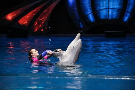 New Dolphin Presentation to Debut at Georgia Aquarium | Georgia Aquarium