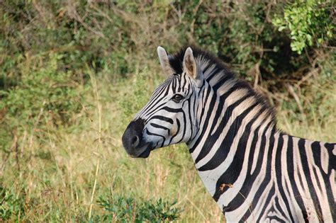 Foto profissional gratuita de África, animais selvagens, animal