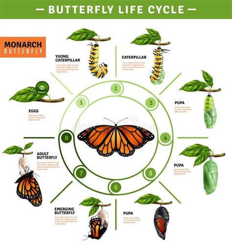 Ciclo De Vida Da Borboleta