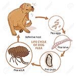 Fleas - Patterson Pest Patrol, LLC, Queen City, TX, 75572