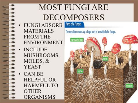 MOST FUNGI ARE DECOMPOSERS