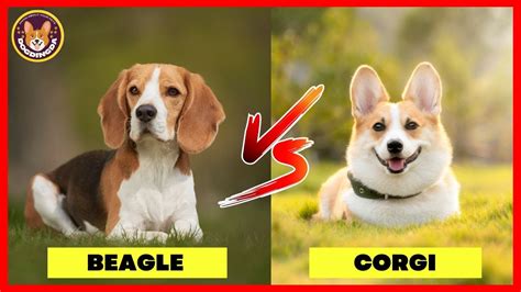 Beagles vs. Corgis: Which Dog Is the Better Companion? DogDingDa - YouTube