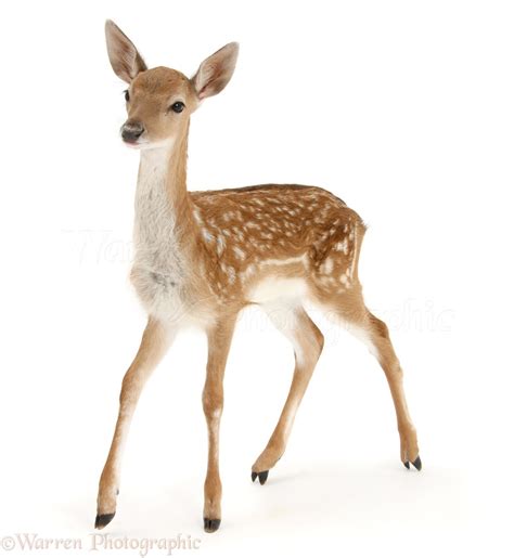 Fallow Deer fawn photo - WP28616