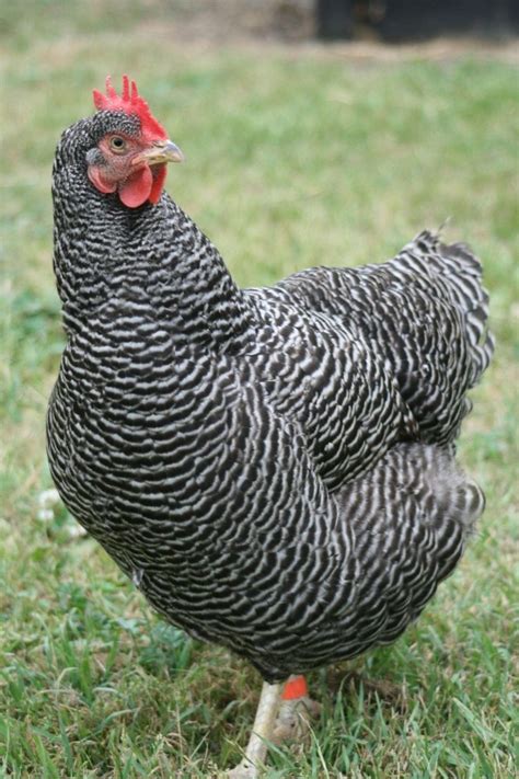 Top 10 Best Backyard Chicken Breeds | Chickens backyard breeds, Chicken ...