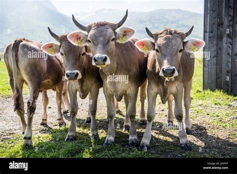 Braunvieh (German, "brown cattle") Brown Swiss dairy cows on a farm in the Swiss canton of ...