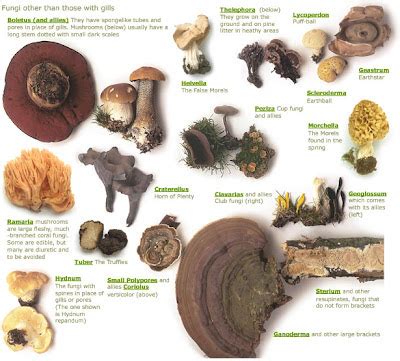 Highland Holiday Cottages nr Aviemore: Wild Mushroom Id Chart (to view ...