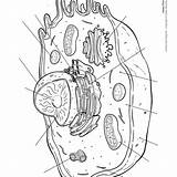 Animal Cell Coloring Pages  Free Printable sketch template