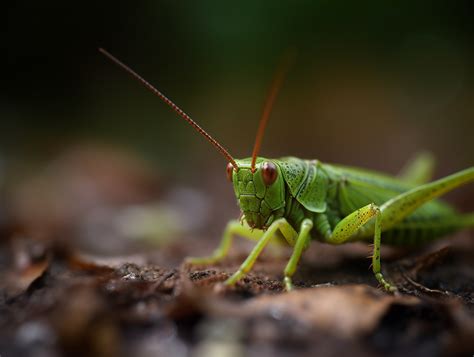 Green Cricket Spiritual Meaning and Symbolism (10 Omens)