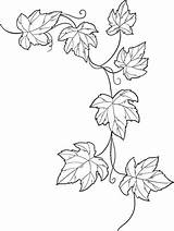 Poison Ivy Plant Coloring Pages Sketch Template Page sketch template