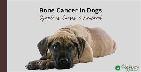 Bone Cancer in Dogs (Osteosarcoma) | Symptoms and Treatment