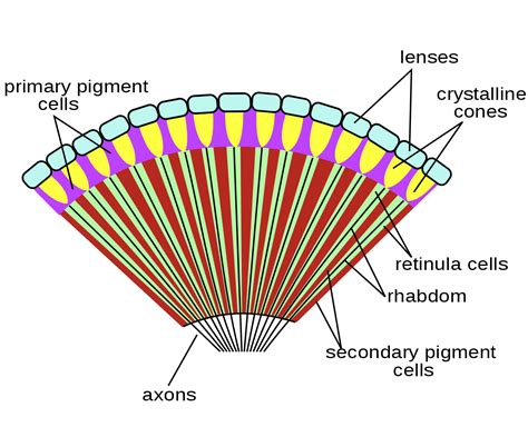 Arthropod eye - Wikipedia