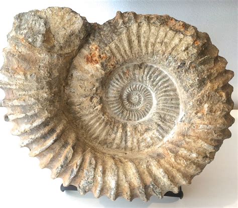 Unknown - Large Ammonite Fossil at 1stDibs | ammonite fossil large ...