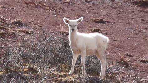 A white elk has been caught on camera in the wild for the first time in ...