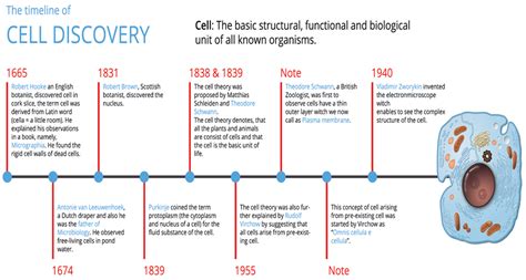 Cell Theory Timeline Activity Cell Theory Create A Timeline Theories ...