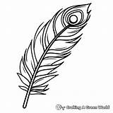 Peacock Feather Coloring Pages  Free & Printable sketch template