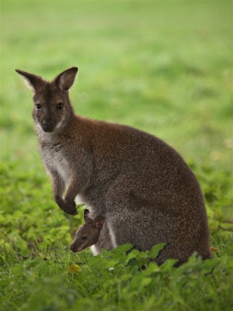 wallabies on Tumblr