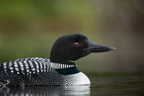 The Minnesota State Bird Proving to Be Fearless