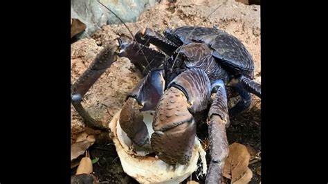 Huge crab eats tender coconut, viral video intrigues people | Trending ...