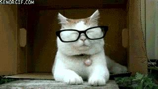 Confused Cat GIF by Cheezburger - Find & Share on GIPHY