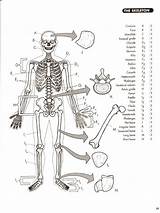 skeletal system coloring Page S  1 sketch template