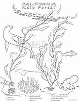 Kelp Coloring Pages sketch template
