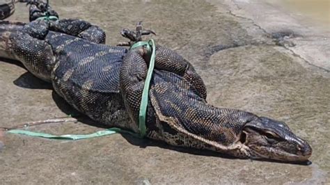 Biawak Sebesar Komodo Bikin Geger Warga Pati