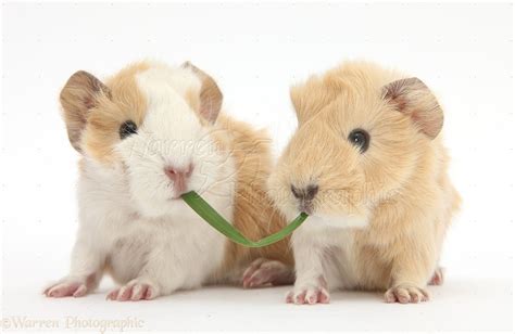 1 day old baby Guinea pigs eating grass photo WP31873