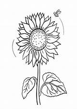 Sunflower Coloring Pages Pdf  Free Printable Templates sketch template