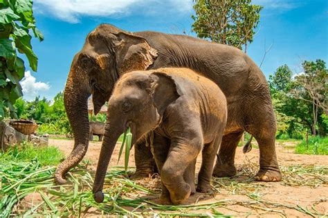 3 Experiences: Doi Inthanon Tour, Elephant Sanctuary, Trekking Trail 2021 - Chiang Mai
