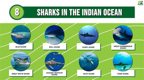 8 Sharks in the Indian Ocean - A-Z Animals