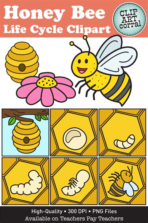 Bee Life Cycle Clip Art in 2023 | Bee life cycle, Clip art, Honey bee ...