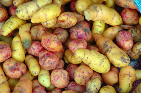 Weird Vegetables You've Probably Never Heard Of (PHOTOS) | HuffPost