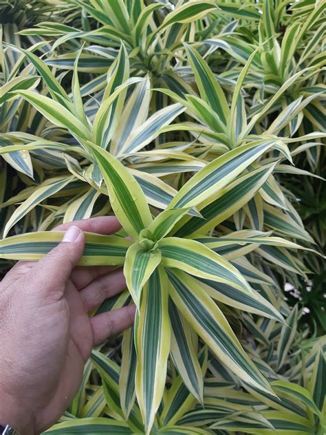 Dracaena reflexa Song of India