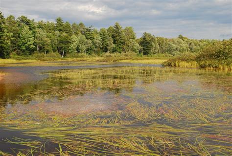 Wetlands | Climate Change Response Framework