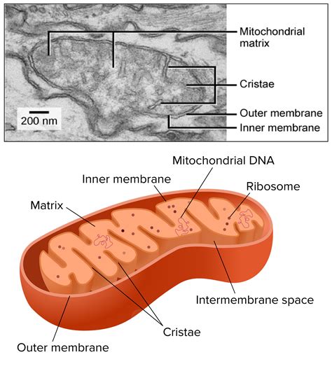 Free photo: Mitochondria - Biochemistry, Cell, Colored - Free Download - Jooinn