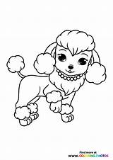 Poodle  Coloring Pages For Kids sketch template
