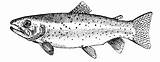 rainbow trout coloring Pages  Fish Stencil Fly Fishing Art sketch template